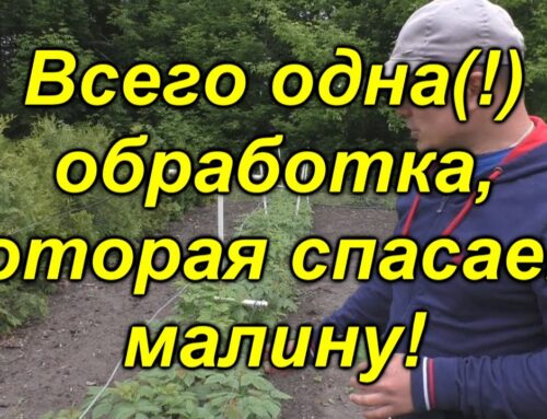 Эффективные способы обработки малины от вредителей весной