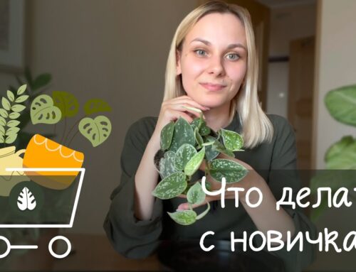 Как правильно обработать растение после покупки