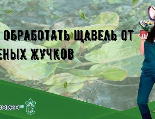Эффективные способы защиты щавеля от вредителей и дырок на листьях