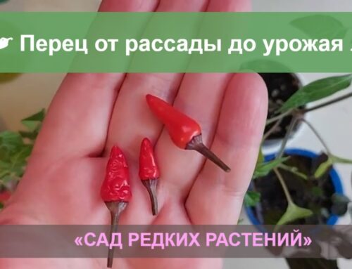 Как правильно подкормить горький перец на подоконнике