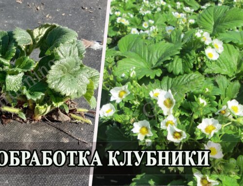 Уход за клубникой весной – подкормка и обработка