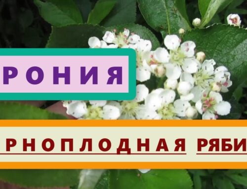 Арония черноплодная – свойства и применение