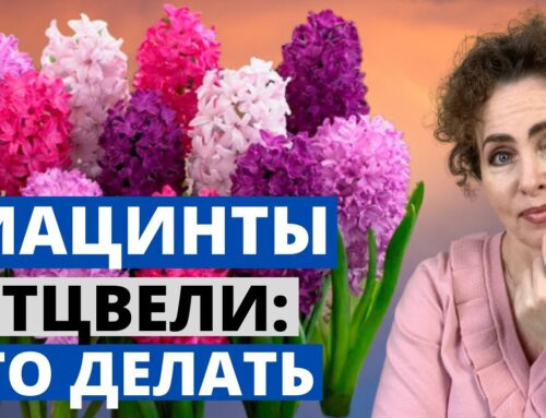 Уход за луковицами гиацинта в домашних условиях