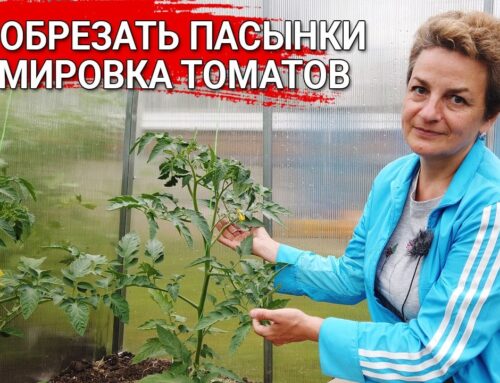 Секреты формирования помидоров – как получить изобильный урожай