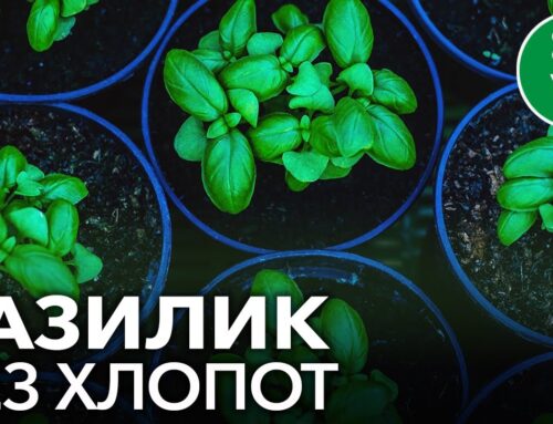 Секреты успешного посадки базилика в домашних условиях из семян