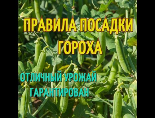 Секреты успешного посада гороха – пошаговая инструкция