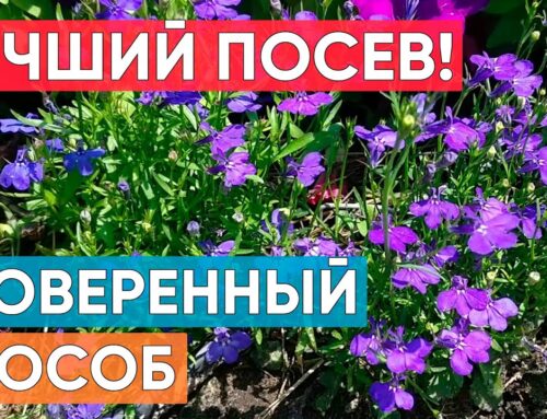 Как вырастить лобелию из семян – пошаговая инструкция