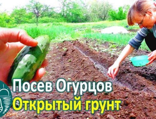 Советы по посадке огурцов в открытый грунт