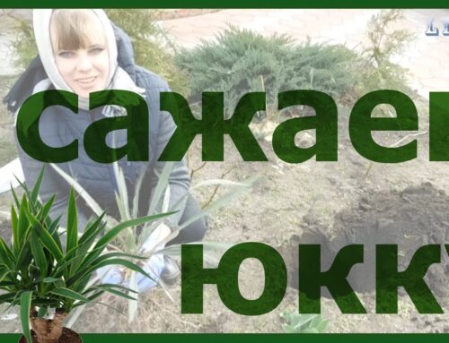 Как правильно посадить юкку – советы и рекомендации
