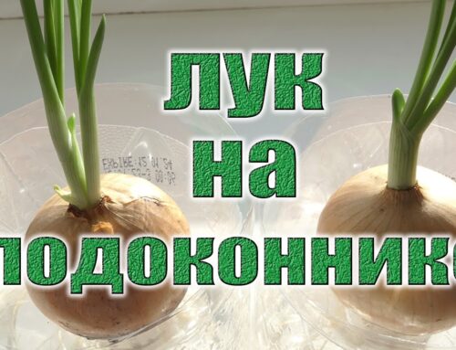 Секреты правильной посадки лука в воду для получения вкусной зелени