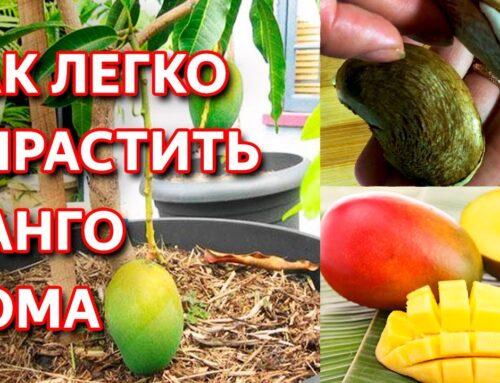 Советы по посадке проросшей косточки манго