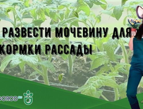 Как правильно развести мочевину для подкормки рассады