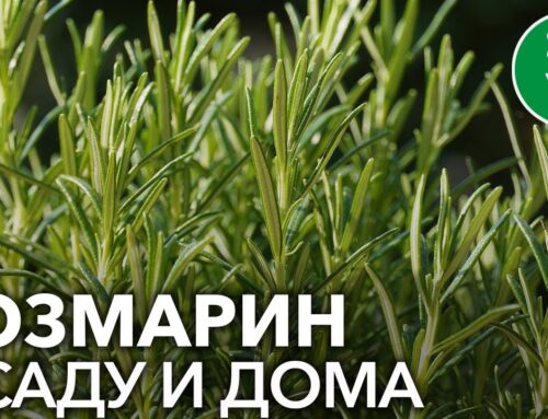 Пошаговая инструкция – как вырастить розмарин из семян в домашних условиях
