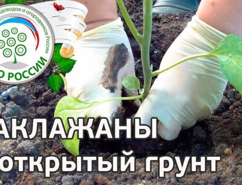 Как правильно сажать баклажаны в открытый грунт рассадой