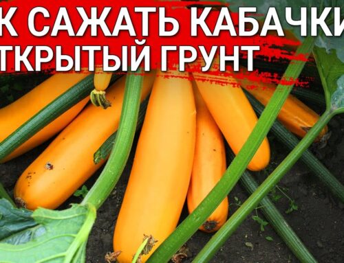 Подробное руководство – как правильно сажать кабачки в открытый грунт рассадой