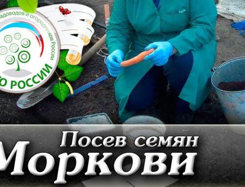 Секреты успешного посадки моркови семенами в открытом грунте весной