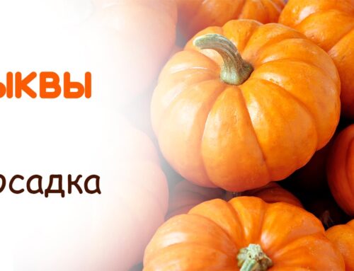 Как правильно посадить тыкву в открытый грунт семенами весной
