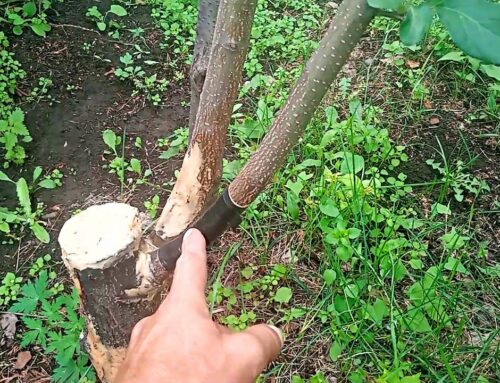 Как спасти яблоню с поврежденным стволом