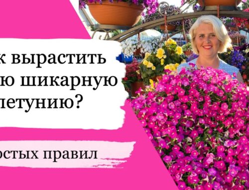 Секреты ухода за петуньями – советы для успешного выращивания