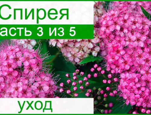 Уход за спиреей – секреты успешного выращивания в саду