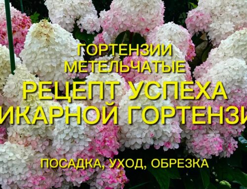 Советы по выращиванию гортензии метельчатой
