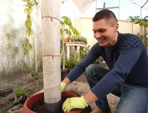 Секреты выращивания питахайи – главное, что нужно знать