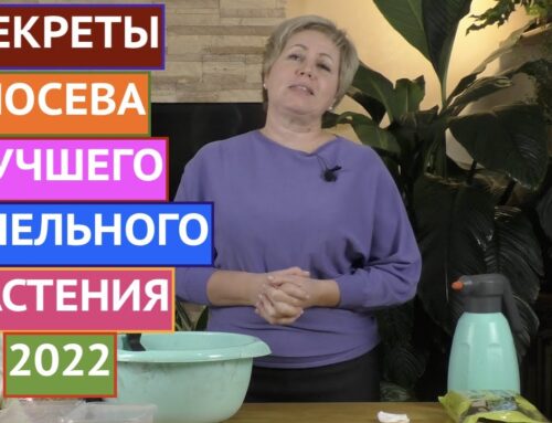 Лучшее время для посадки дихондры