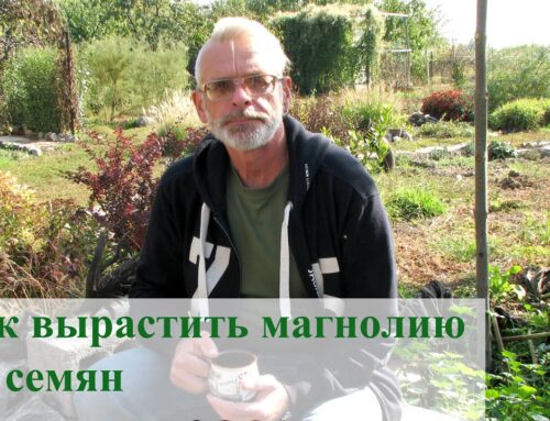 Как правильно посадить магнолию – советы и рекомендации