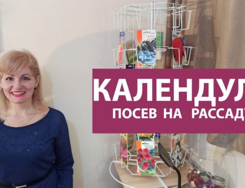 Выращивание ноготков-цветов из семян – оптимальные сроки посева на рассаду