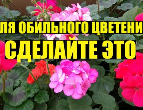 Почему герань не цветет в домашних условиях – причины и способы решения проблемы