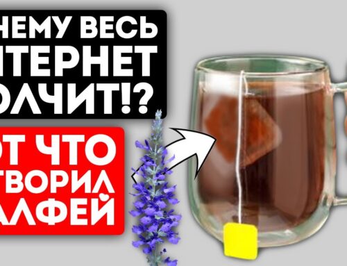 Шалфей – целебные свойства и применение