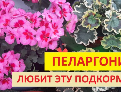 Почему герань желтеет и как её правильно подкормить?