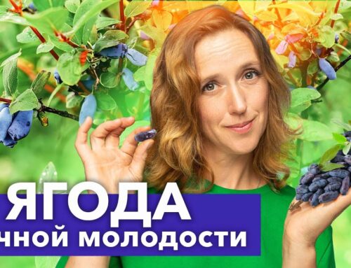 Жимолость – узнайте все о этом удивительном растении