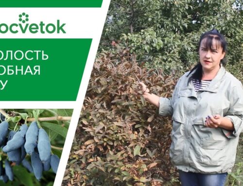 Советы по посадке и уходу за жимолостью